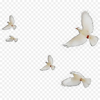 Cygnini Beak Goose Duck Water bird -  