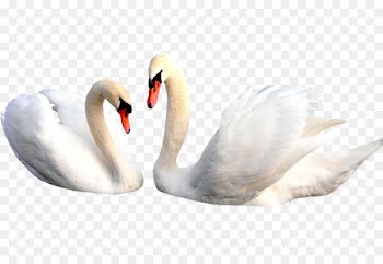 Cygnini Bird Clip art - Lovely White Swan 
