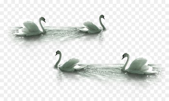 Cygnini Bird Clip art - White Swan swimming 