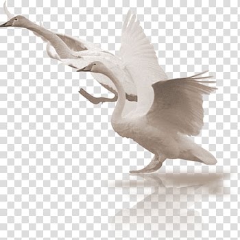 Cygnini Bird , White Swan transparent background PNG clipart