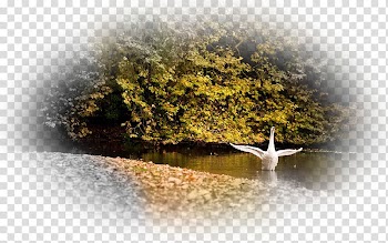 Cygnini Desktop Body of water Autumn Bird, autumn transparent background PNG clipart