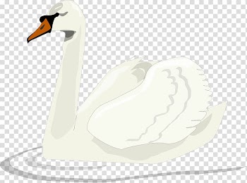 Cygnini Duck Animation , White Swan transparent background PNG clipart