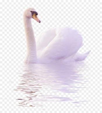 Cygnini Duck Clip art - White swans swim in the water to pull the Free PNG image 