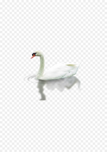 Cygnini Falcated duck Download - duck 