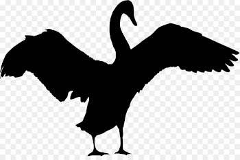 Cygnini Goose Beak Bird Duck -  