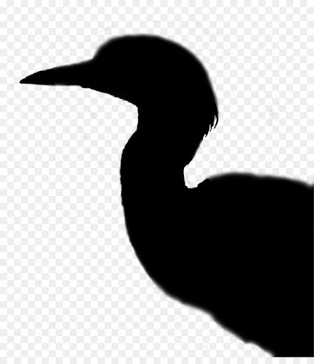 Cygnini Goose Beak Duck Water bird -  