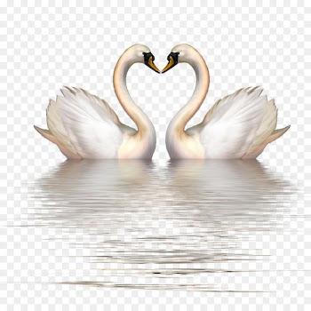 Cygnini Goose Bird Clip art - Goose 