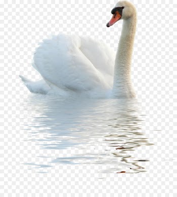 Cygnini Goose Bird Paper Duck - White Swan 