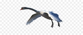 Cygnini Goose Duck Bird Feather - goose 