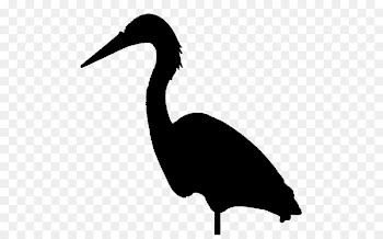 Cygnini Goose Duck Water bird -  