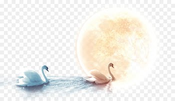 Cygnini Mid-Autumn Festival - Swan under the moon 