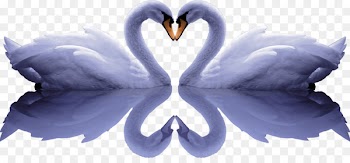 Cygnini Painting - Free romantic swan pull png image 