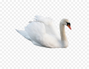 Cygnini Swan goose Bird - swan png download - 700*700 - Free ...
