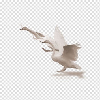 Cygnini, White Swan transparent background PNG clipart