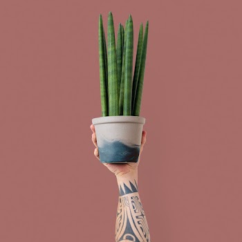 Cylindrical snake plant houseplant isolated | Free stock photo | High Resolution image