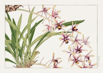 Cymbidium orchid, Japanese woodblock art | Free Photo Illustration - rawpixel