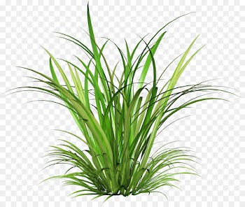 Cymbopogon martinii Green - Fairy tale grass 
