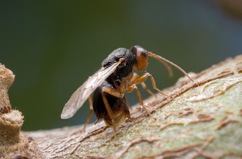 Cynipidae gall wasp laying eggs. | Free Photo - rawpixel
