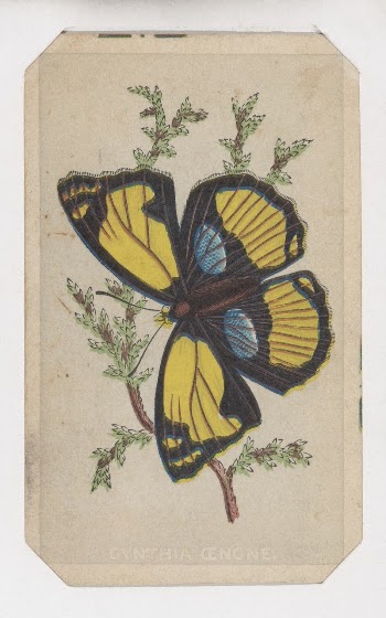 Cynthia Cenone butterfly card from the Butterflies | Free Photo - rawpixel