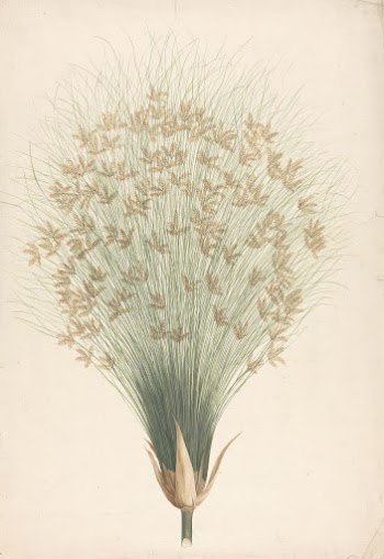 Cyperus papyrus  L. (Papyrus | Free Photo - rawpixel