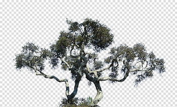 Cypress Tree Stock Photo 0252 PNG by annamae22 on DeviantArt
