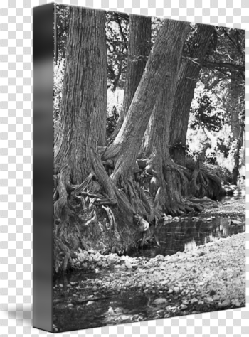 Cypress Trees On The Frio River by Tex Smock