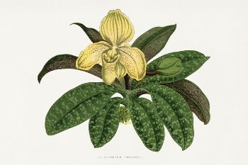 Cypripedium Concolor leaf illustration from Les | Free Photo Illustration - rawpixel