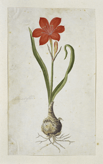 Cyrtanthus elatus (Jacq.) Traub (Flowering | Free Photo - rawpixel