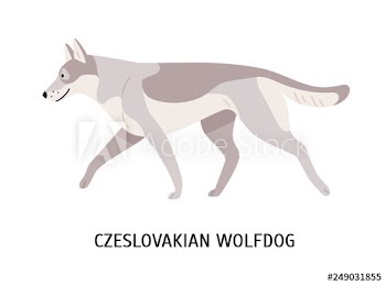 Czechoslovakian Wolfdog or Vlcak