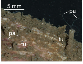 D. carunculata boring into shell of Yesso scallop Mizuhopecten ...