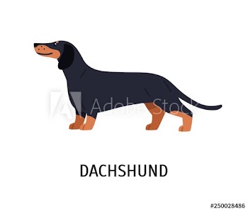 Dachshund