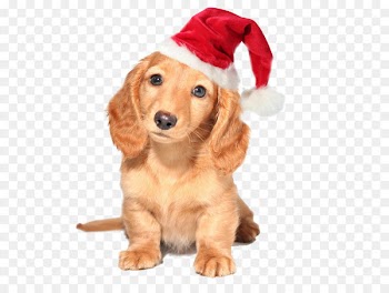 Dachshund Australian Cattle Dog Yorkshire Terrier Puppy Pet - Christmas Animals 