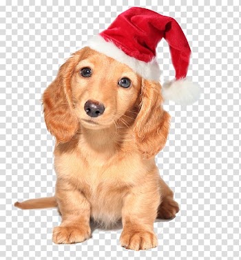 Dachshund Australian Cattle Dog Yorkshire Terrier Puppy Pet, Christmas Animals transparent background PNG clipart