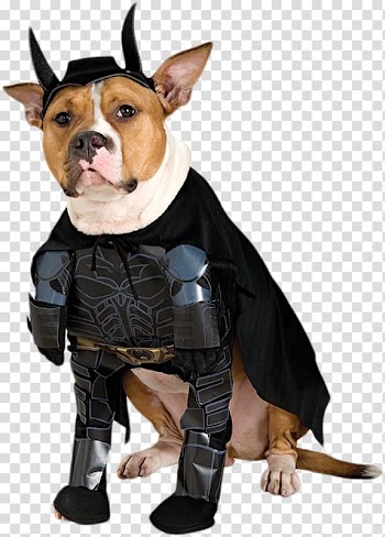 Dachshund Batman Ace the Bat-Hound Costume Pet, Super cute puppy transparent background PNG clipart