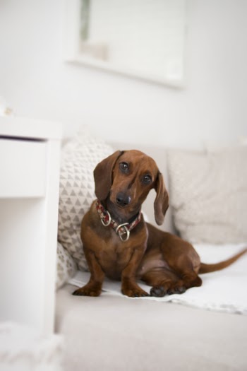 Dachshund On Bed