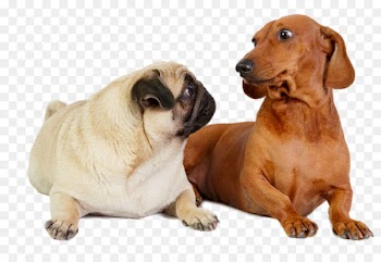 Dachshund Puggle Pomeranian French Bulldog - Visit each other's dogs 