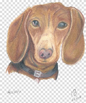 Dachshund Puppy Dog breed Companion dog Scent hound, puppy transparent background PNG clipart