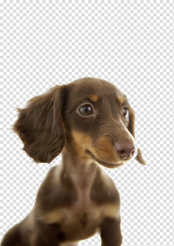 Dachshund Puppy Pet, Cute dog transparent background PNG clipart ...
