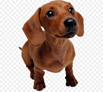 Dachshund Puppy Pet Dog training Veterinarian - dog 