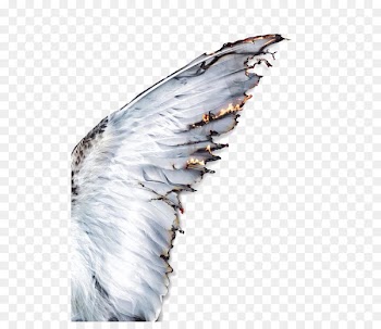 Daedalus Icarus Wing Greek mythology Feather - White feathers 