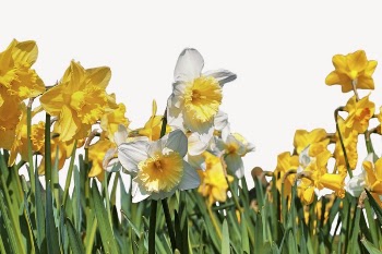 Daffodil border collage element, nature | Free PSD - rawpixel