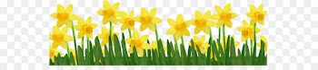 Daffodil Clip art - Grass with Daffodils PNG Clipart Picture 