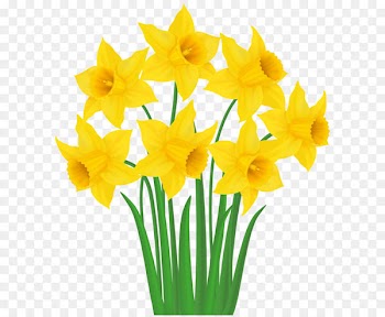 Daffodil Clip art - Yellow Daffodils PNG Transparent Clip Art Image 