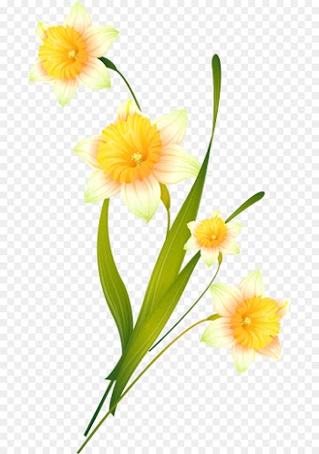 Daffodil, Cut Flowers, Catcats, Flower, Flowering Plant PNG