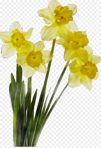 Daffodil Cut flowers Plant stem Color -  