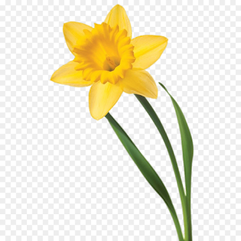 Daffodil Flower Clip art - daffodil png download - 601*900 - Free ...