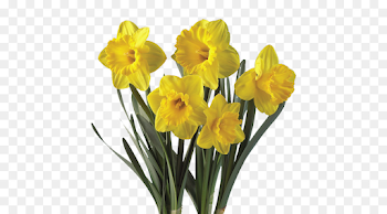 Daffodil Flower Plant Bulb Tulip - Narcissus png download - 500 ...