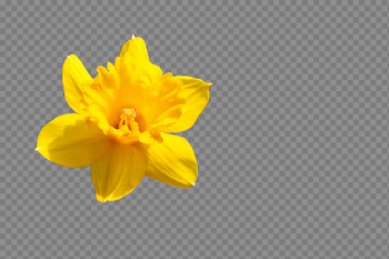 Daffodil Flower PNG Pic