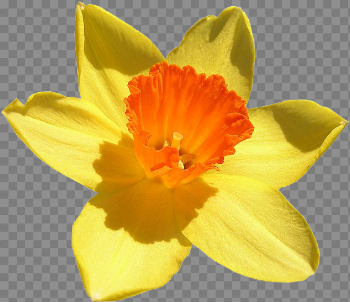 Daffodil Free PNG Image | PNG Arts