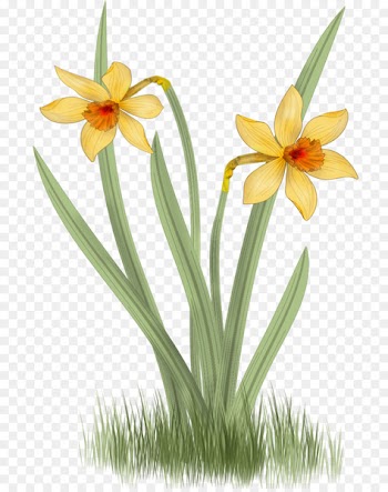 Daffodil, Narcissus, Flower, Flowering Plant PNG